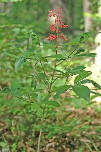 Aesculus discolor image