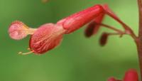 Aesculus discolor image