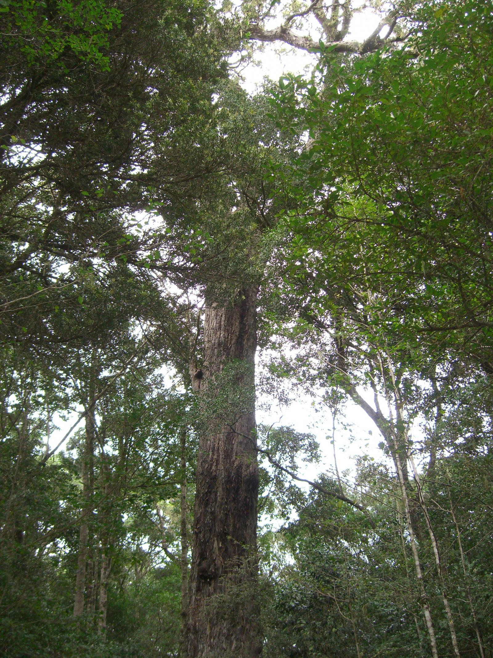 Afrocarpus falcatus image