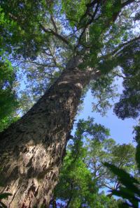 Afrocarpus falcatus image