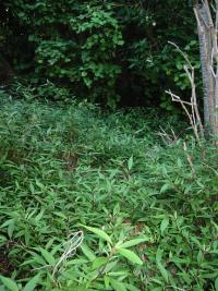 Ageratina riparia image