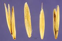 Image of Agropyron albicans