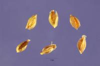 Image of Agrostis algida