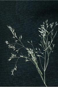 Agrostis bakeri image