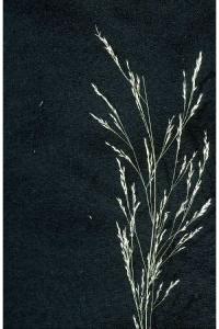 Image of Agrostis elata