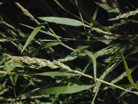 Image of Agrostis frondosa