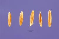 Image of Agrostis trinii