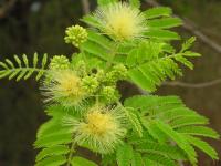 Image of Albizia amara