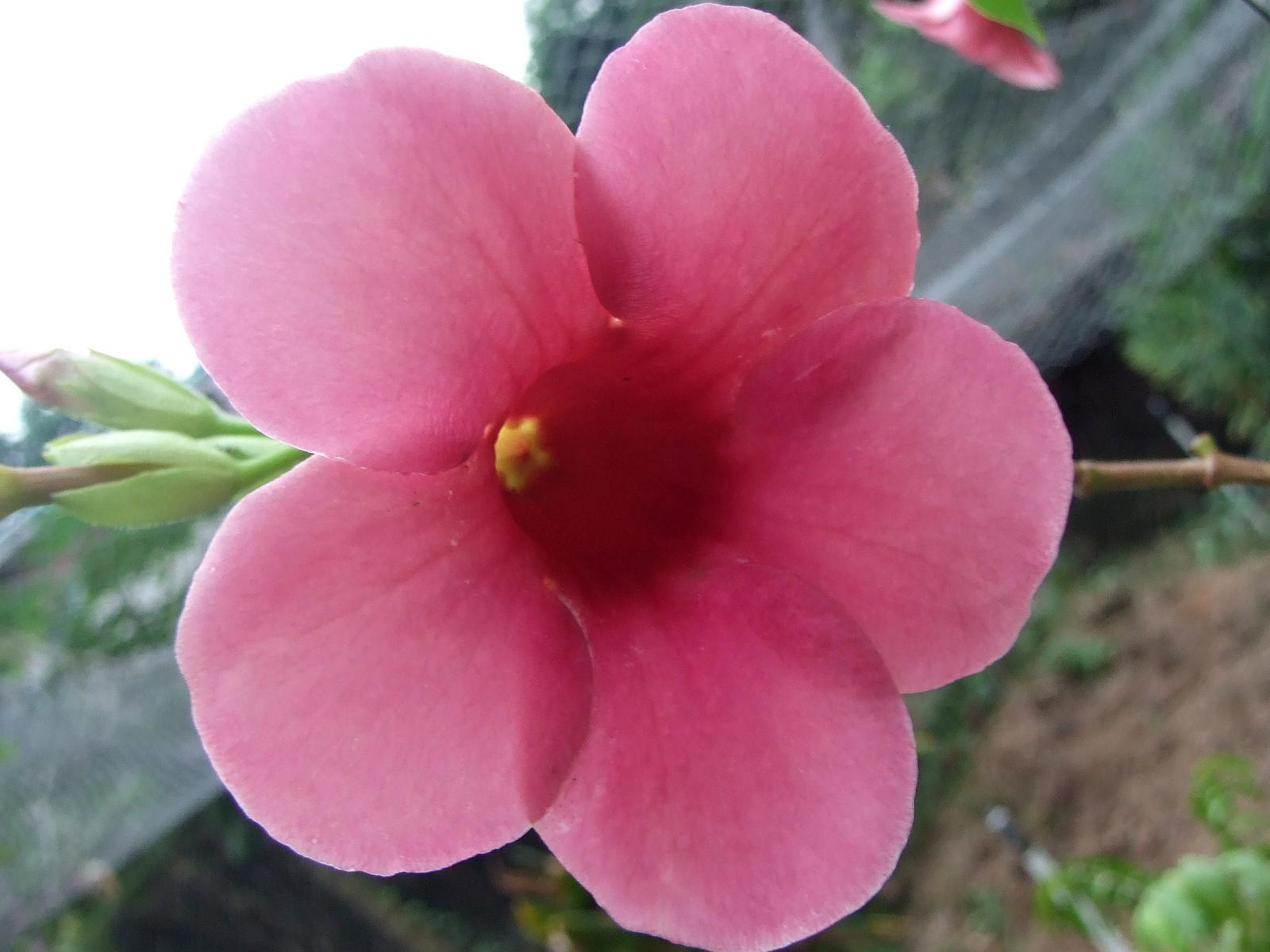 Allamanda blanchetii image