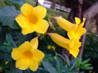 Allamanda schottii image