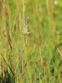 Image of Allium carinatum