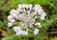 Allium paniculatum image