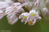 Allium paniculatum image