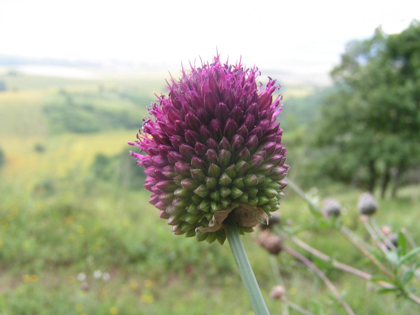 Allium rotundum image