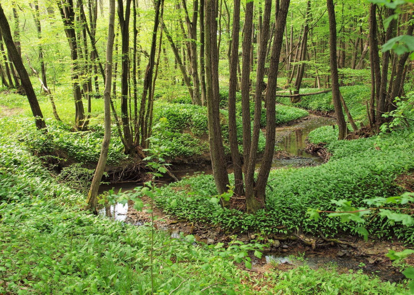 Allium ursinum image