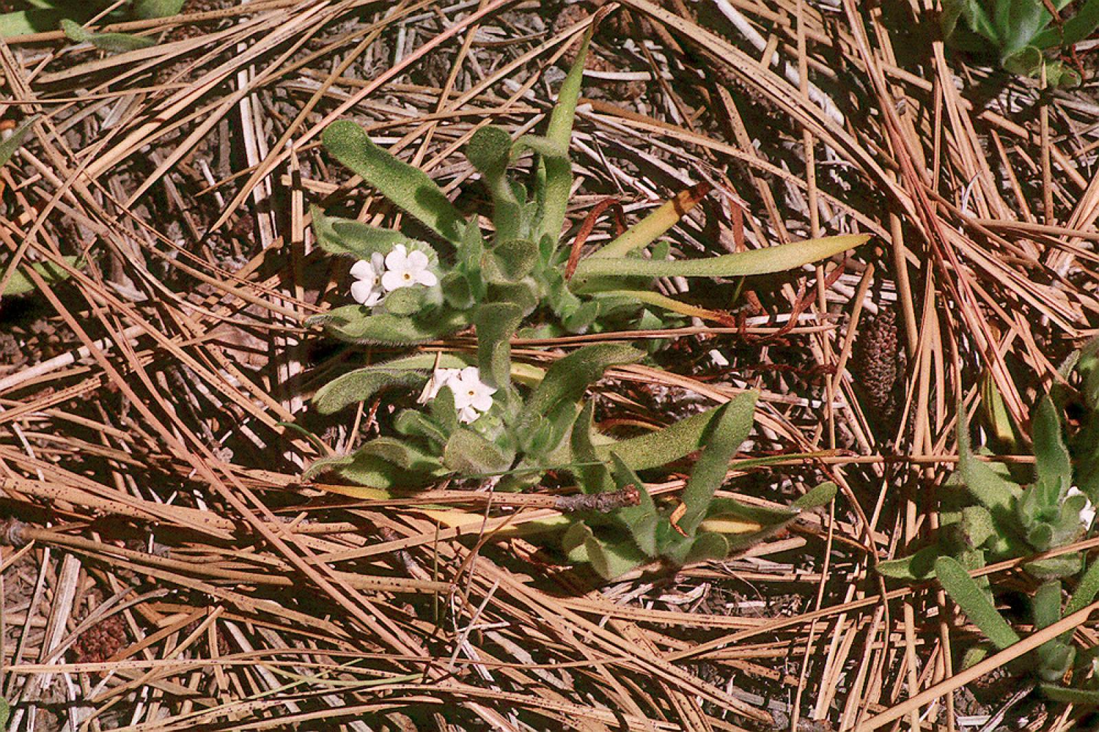 Allocarya mollis image