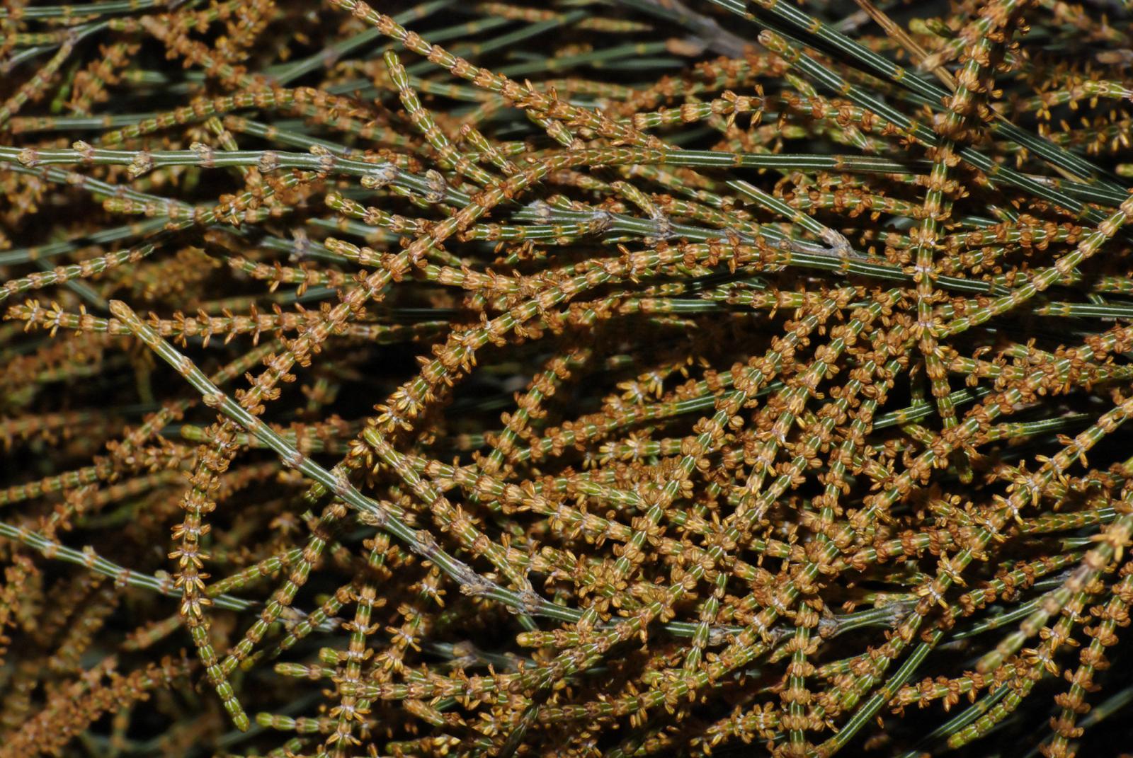 Allocasuarina image