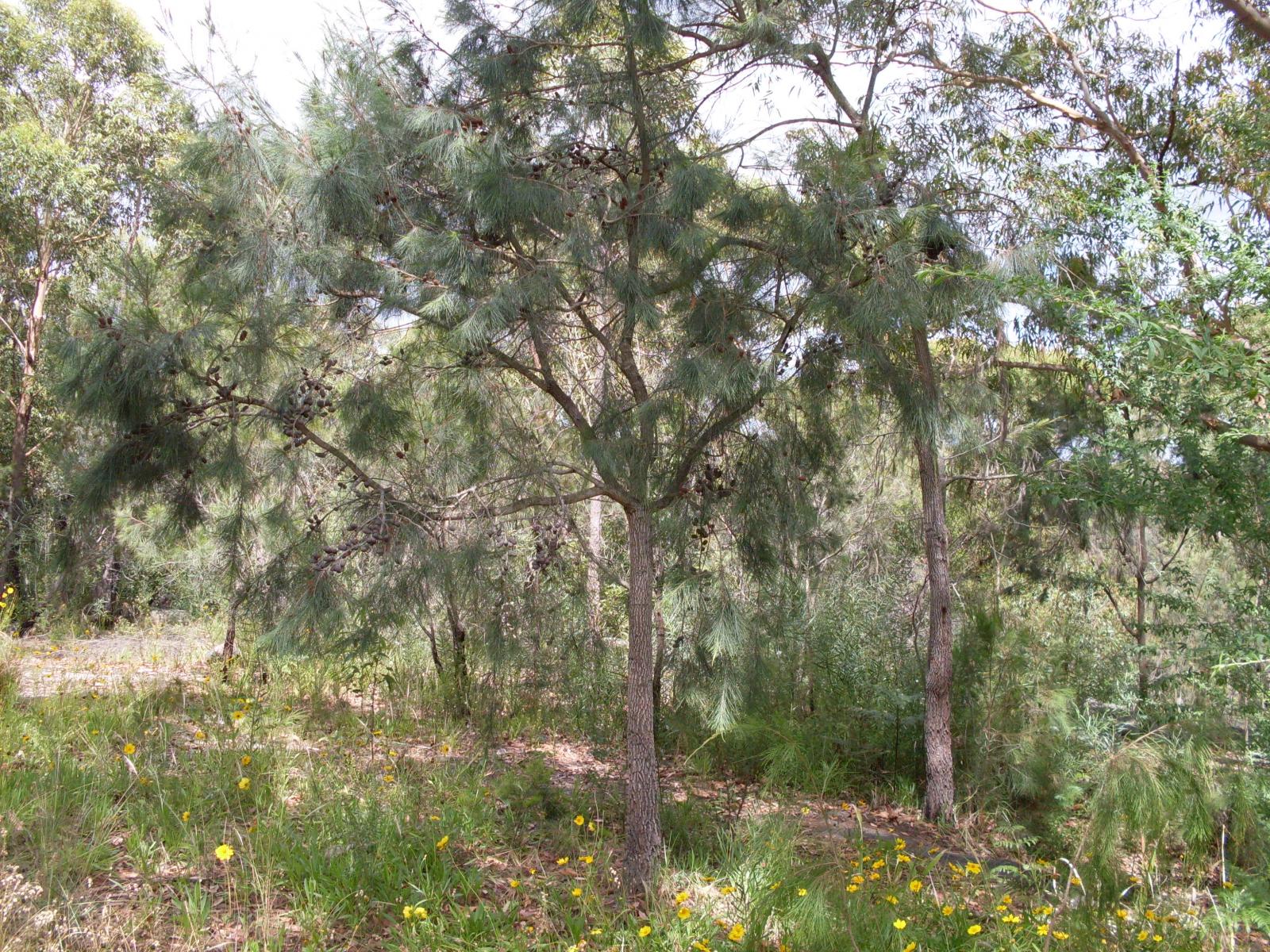 Allocasuarina distyla image