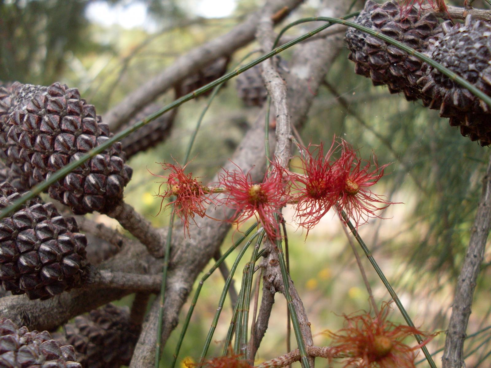 Allocasuarina distyla image