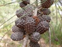 Allocasuarina distyla image