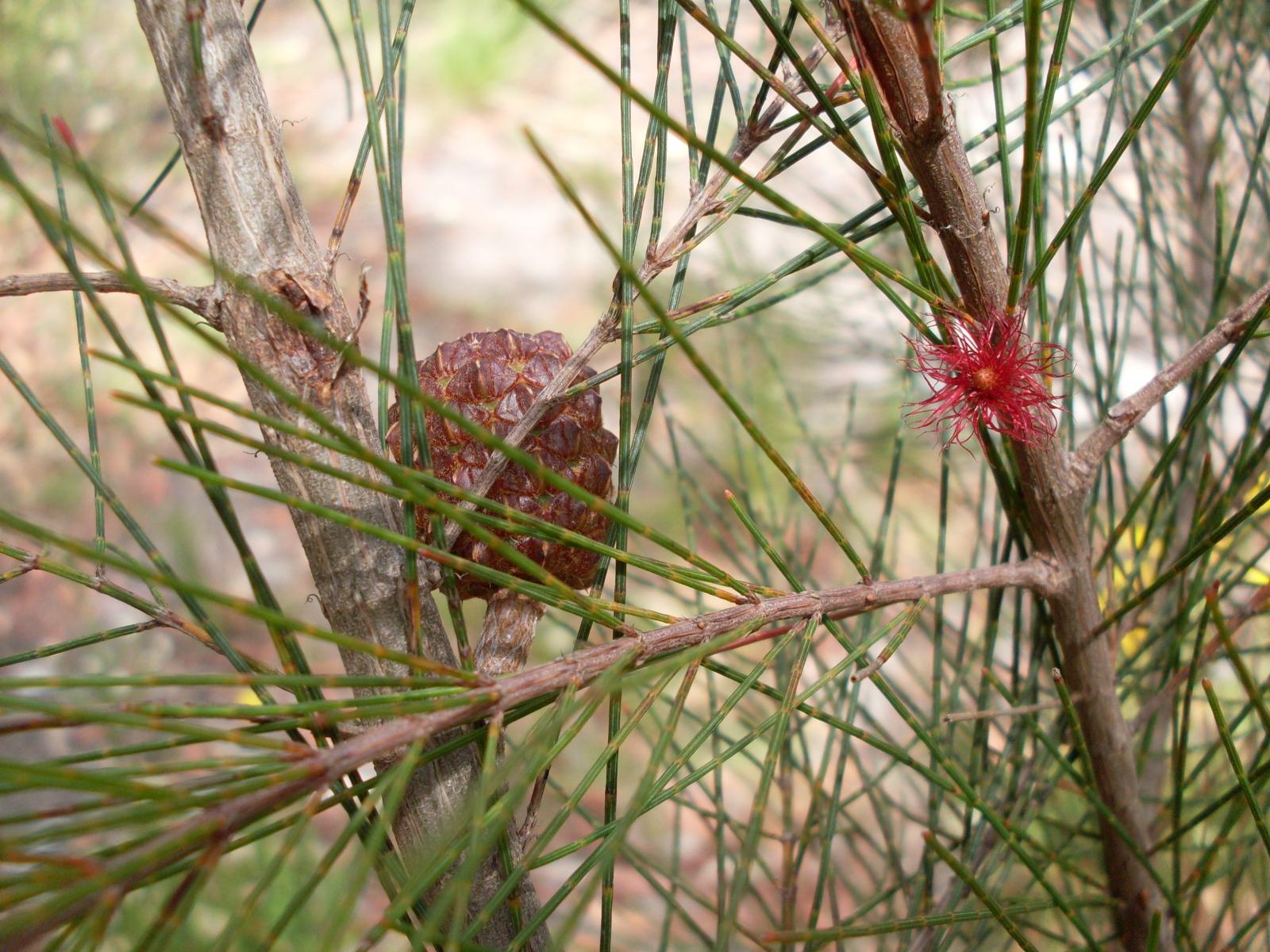 Allocasuarina image