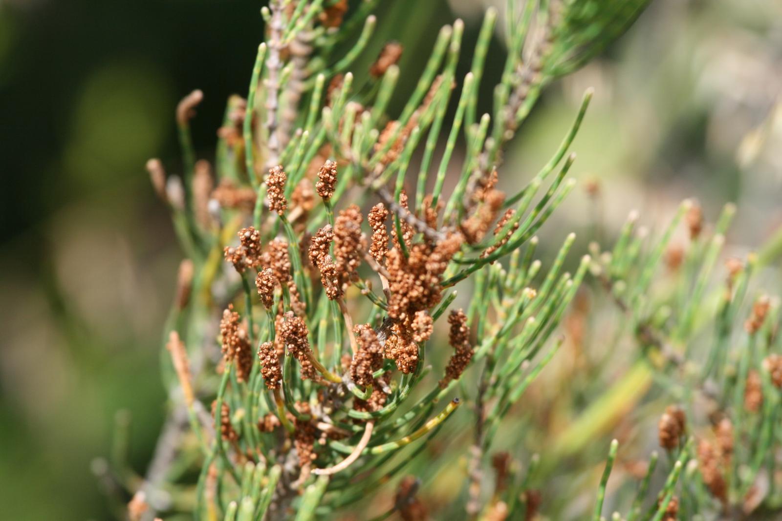 Allocasuarina lehmanniana image