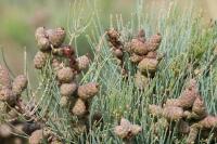 Allocasuarina lehmanniana image