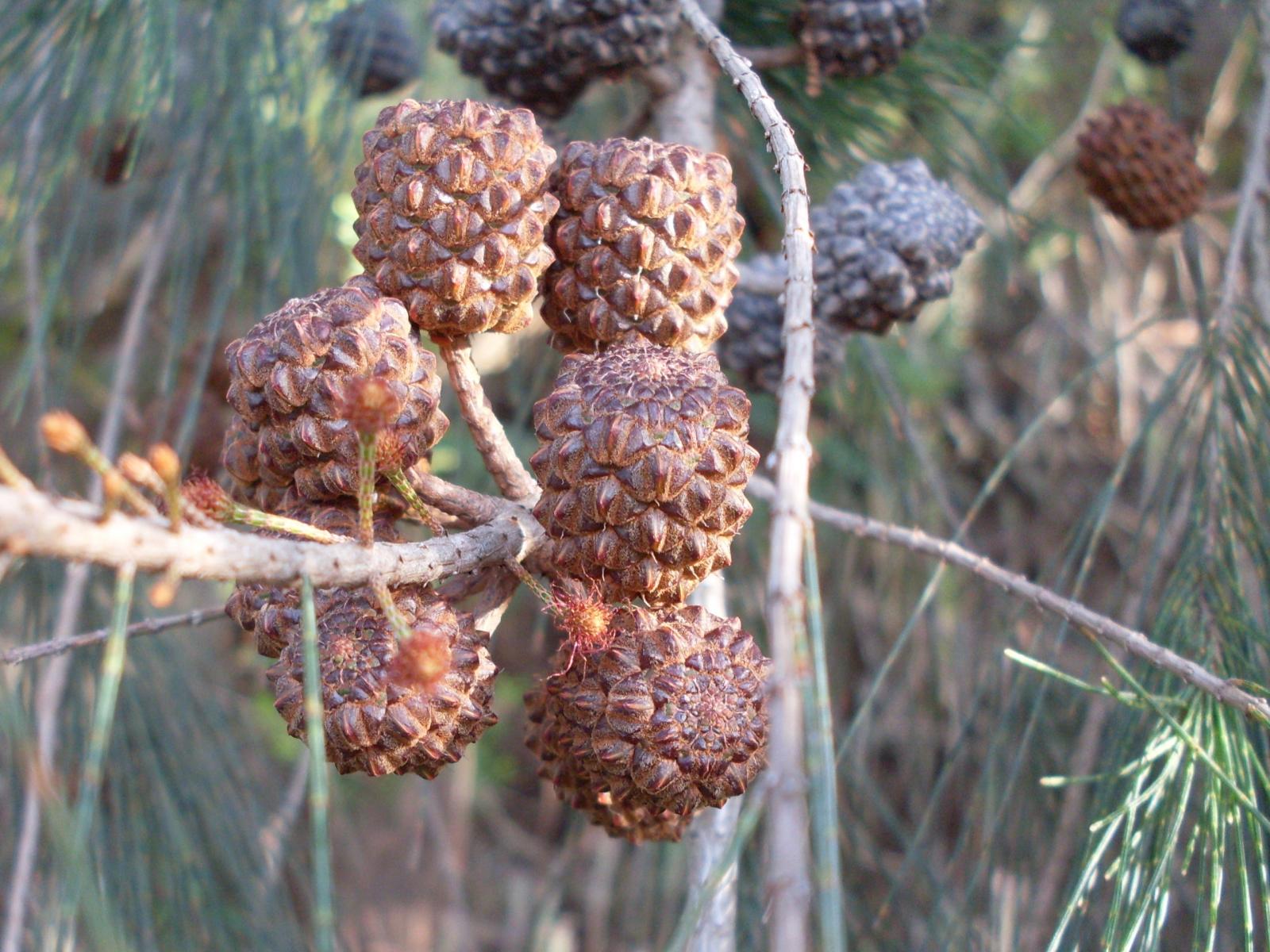 Allocasuarina littoralis image