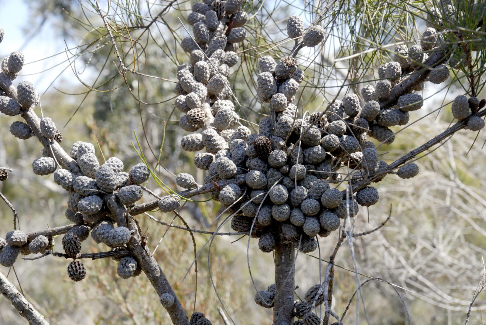 Allocasuarina paludosa image