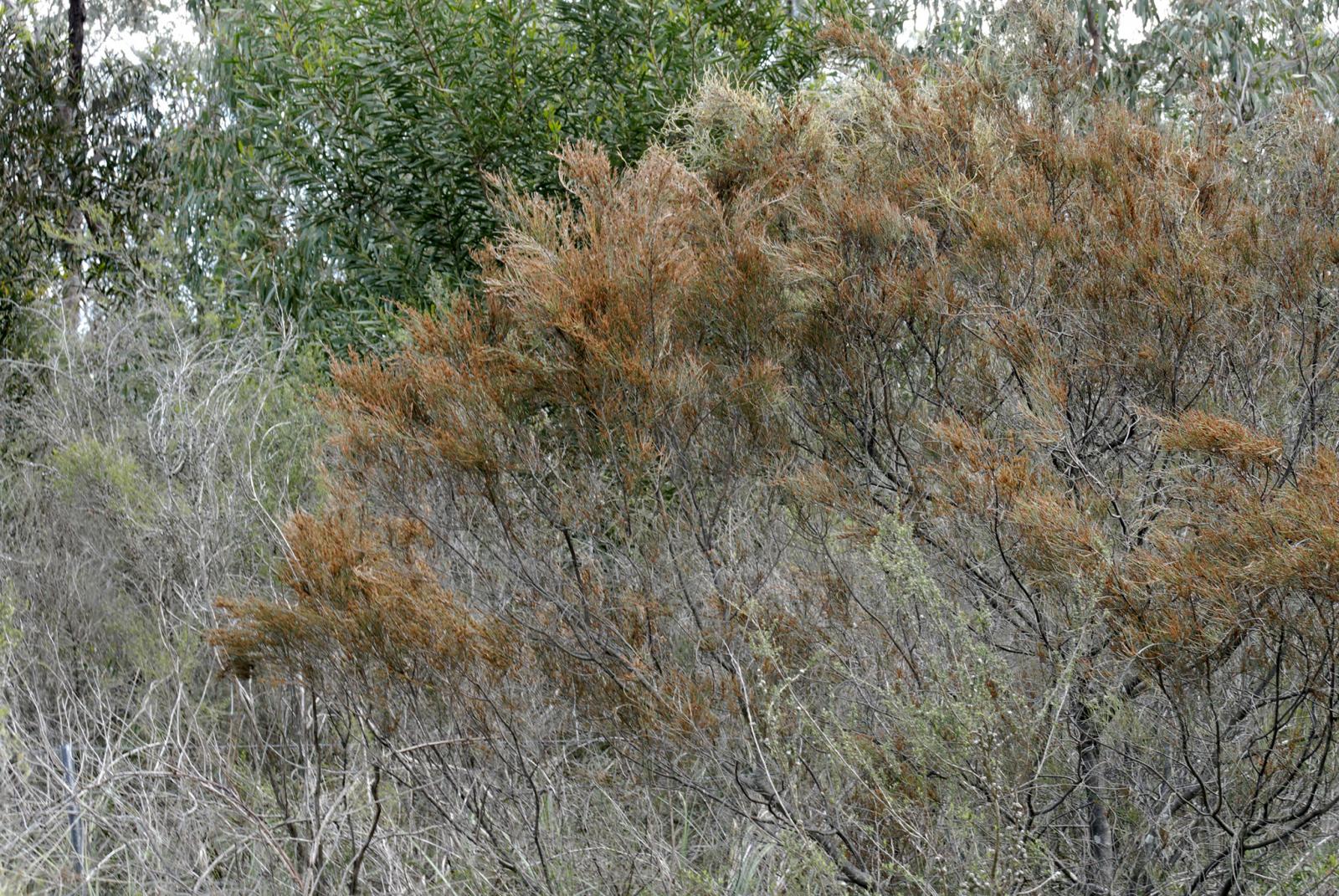 Allocasuarina paludosa image