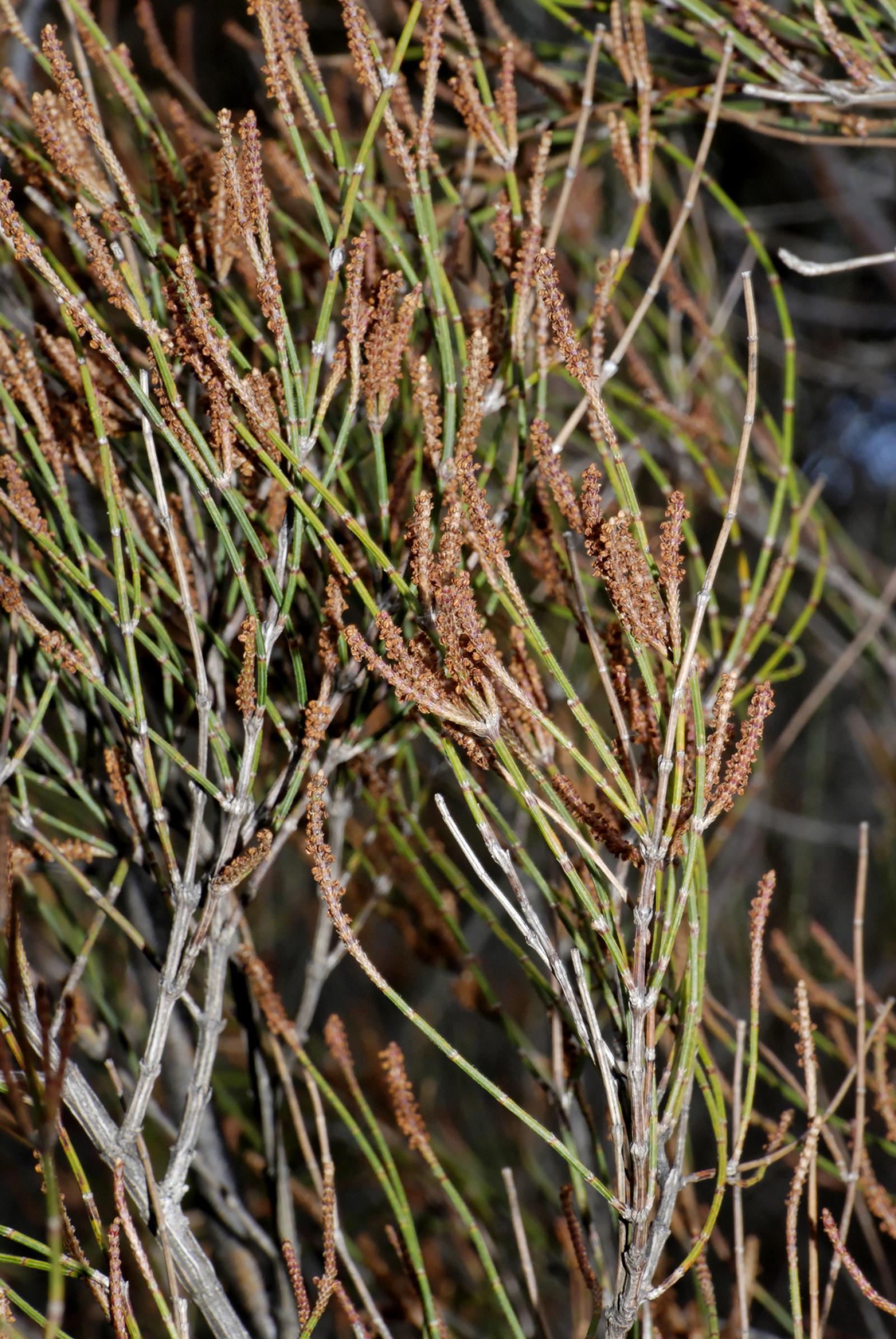 Allocasuarina paludosa image