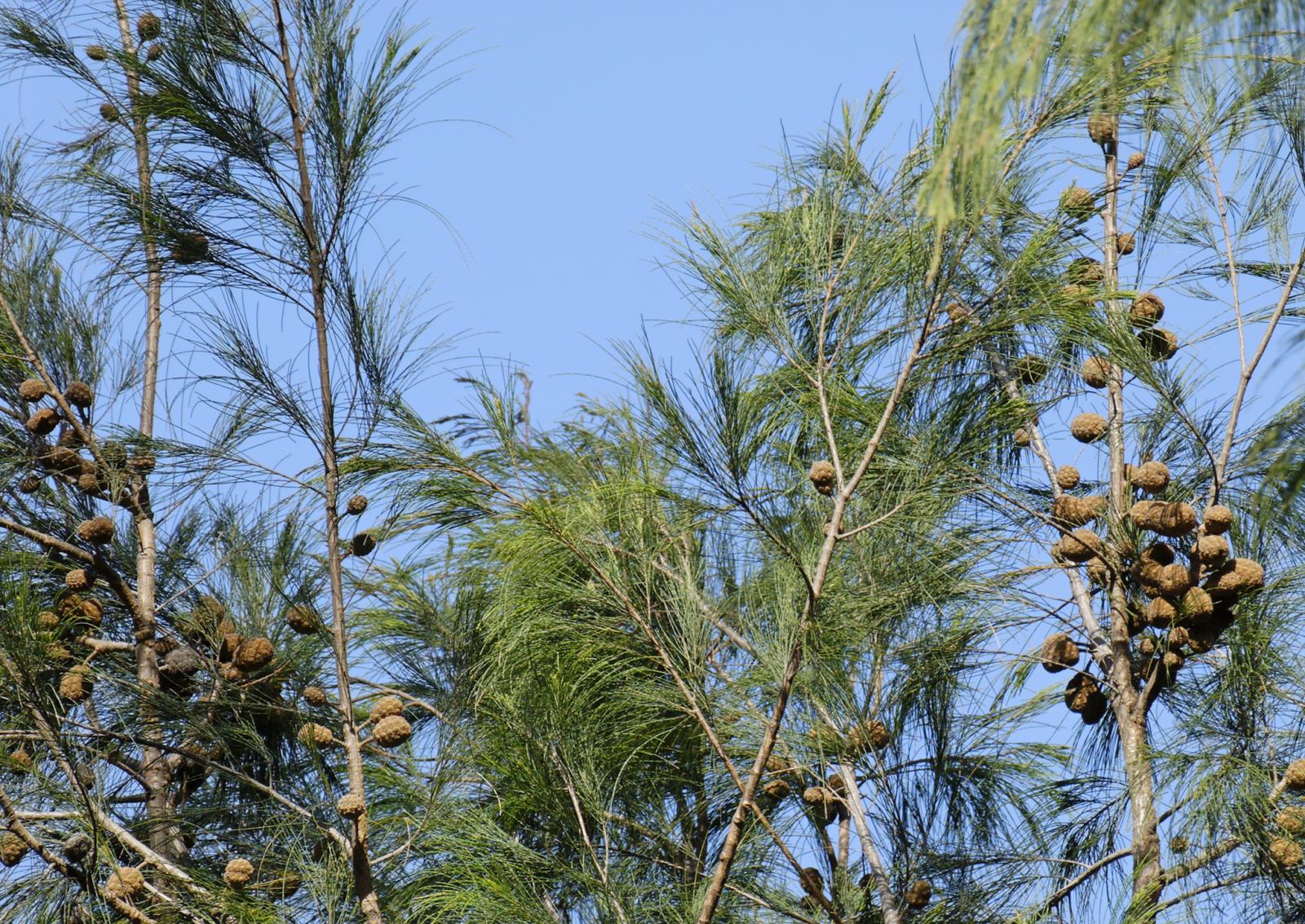 Allocasuarina image