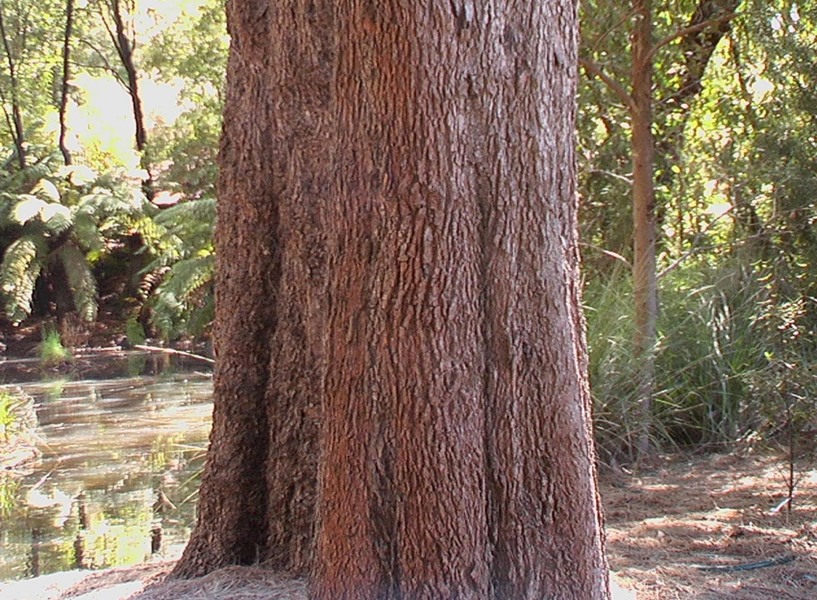 Allocasuarina torulosa image