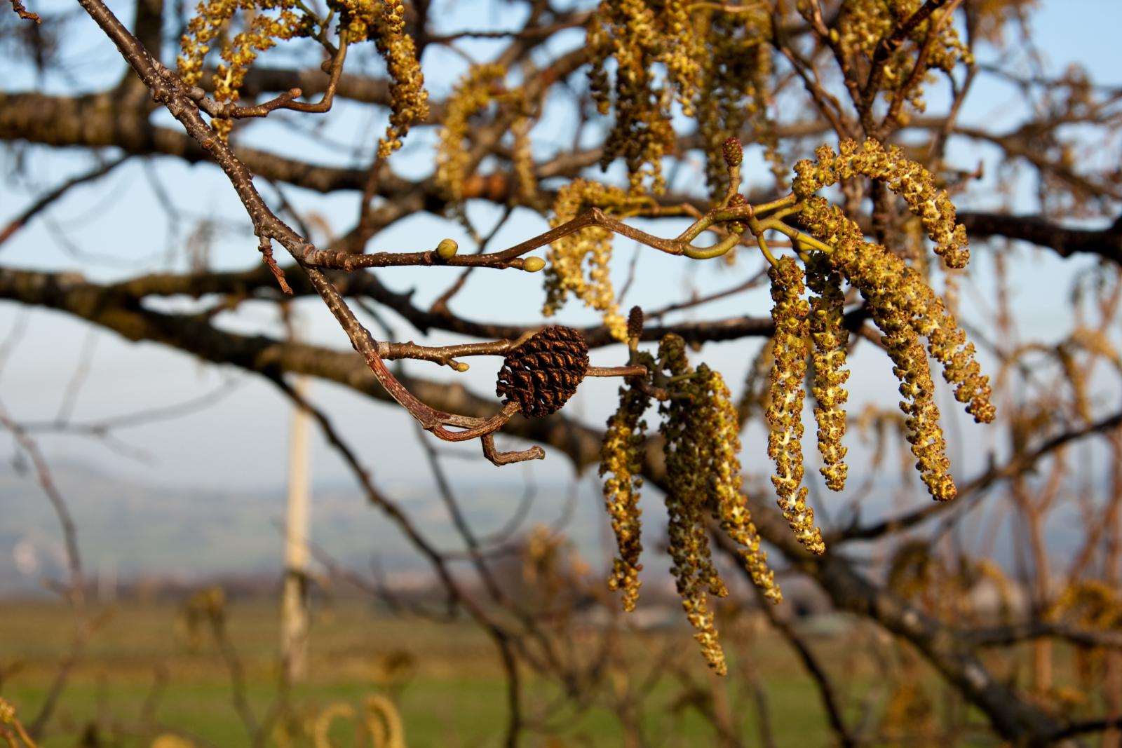 Alnus alnus image