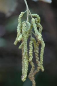 Alnus nepalensis image