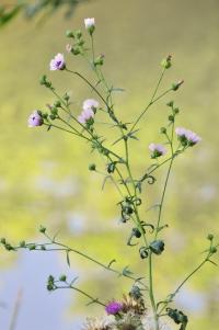 Image of Althaea cannabina