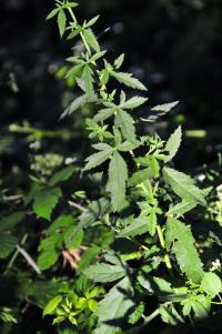 Althaea cannabina image