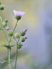 Althaea cannabina image