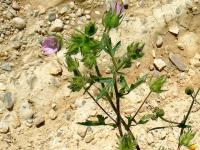 Althaea hirsuta image