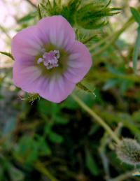 Althaea hirsuta image