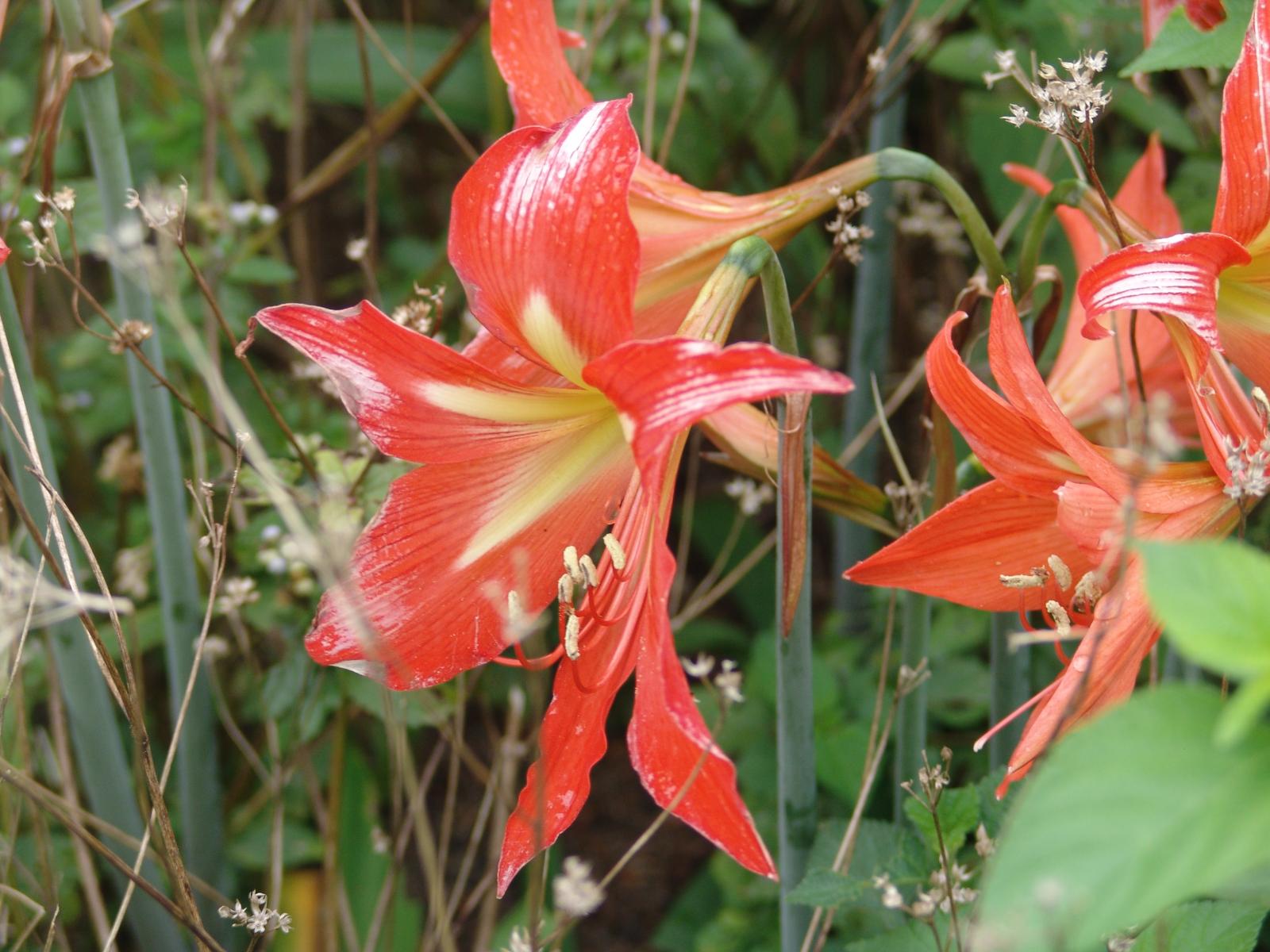 Amaryllis reginae image