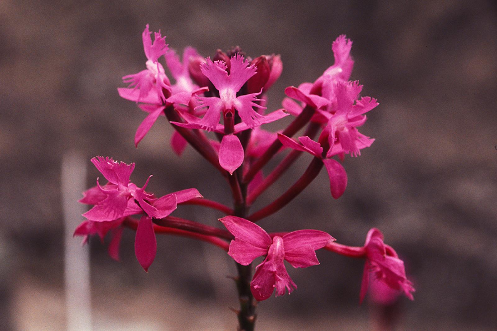 Amphiglottis secunda image