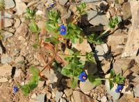 Anagallis caerulea image