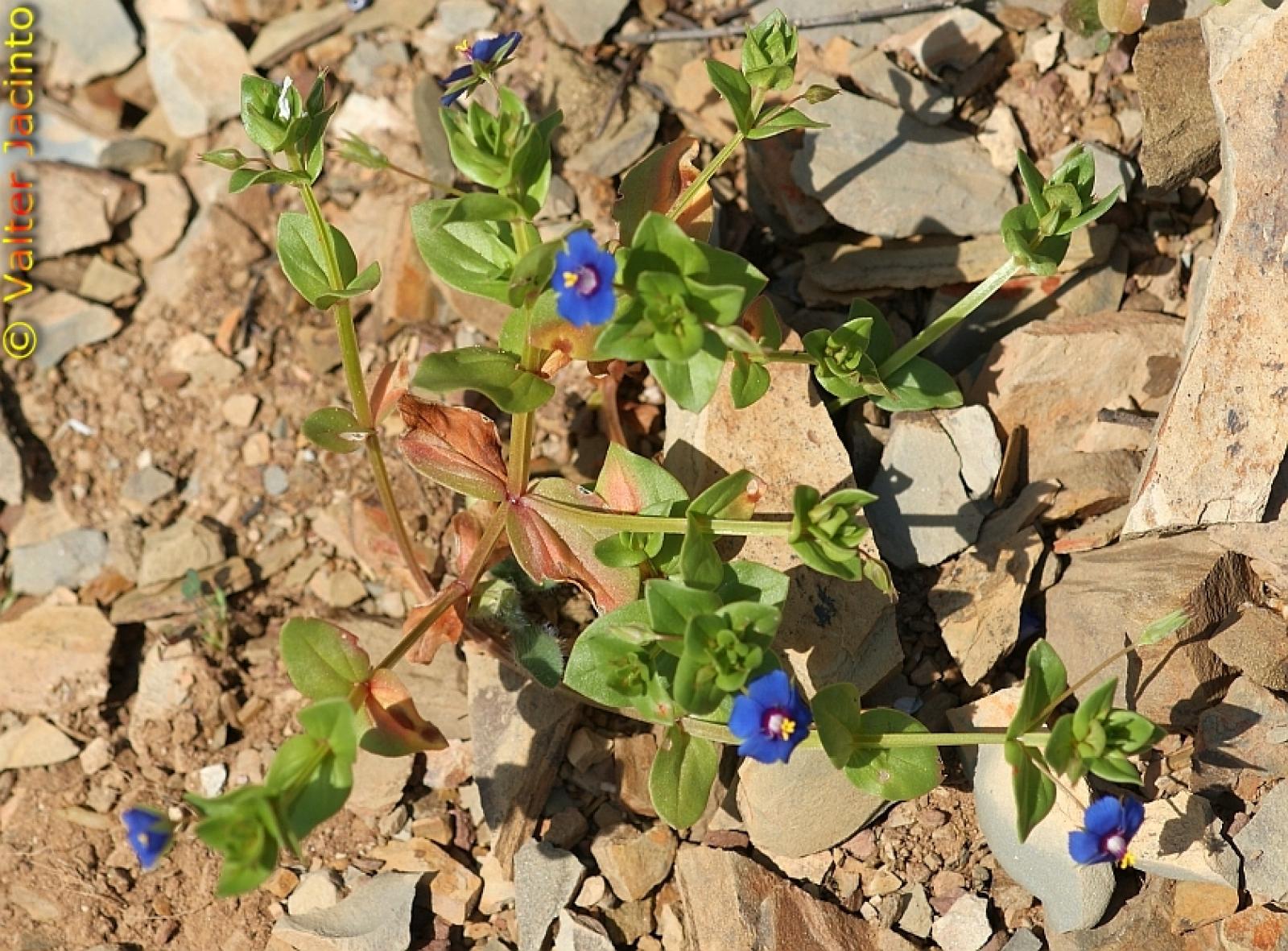 Anagallis caerulea image