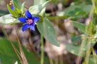 Anagallis caerulea image