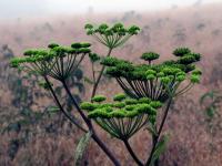 Angelica curtisii image