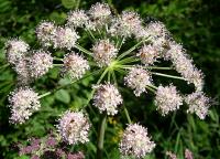 Angelica lyallii image
