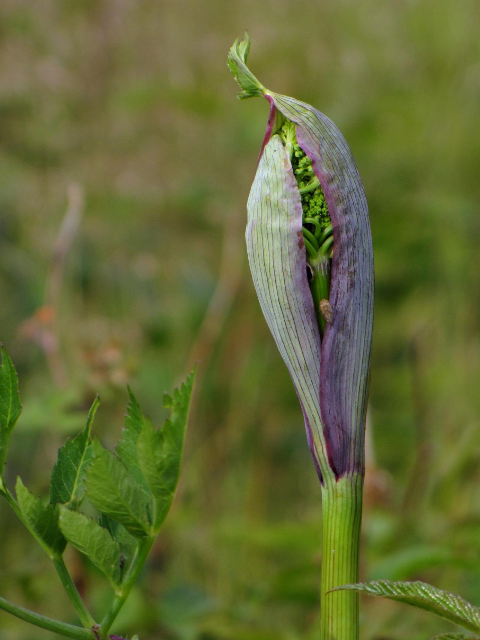 Angelica triquinata image