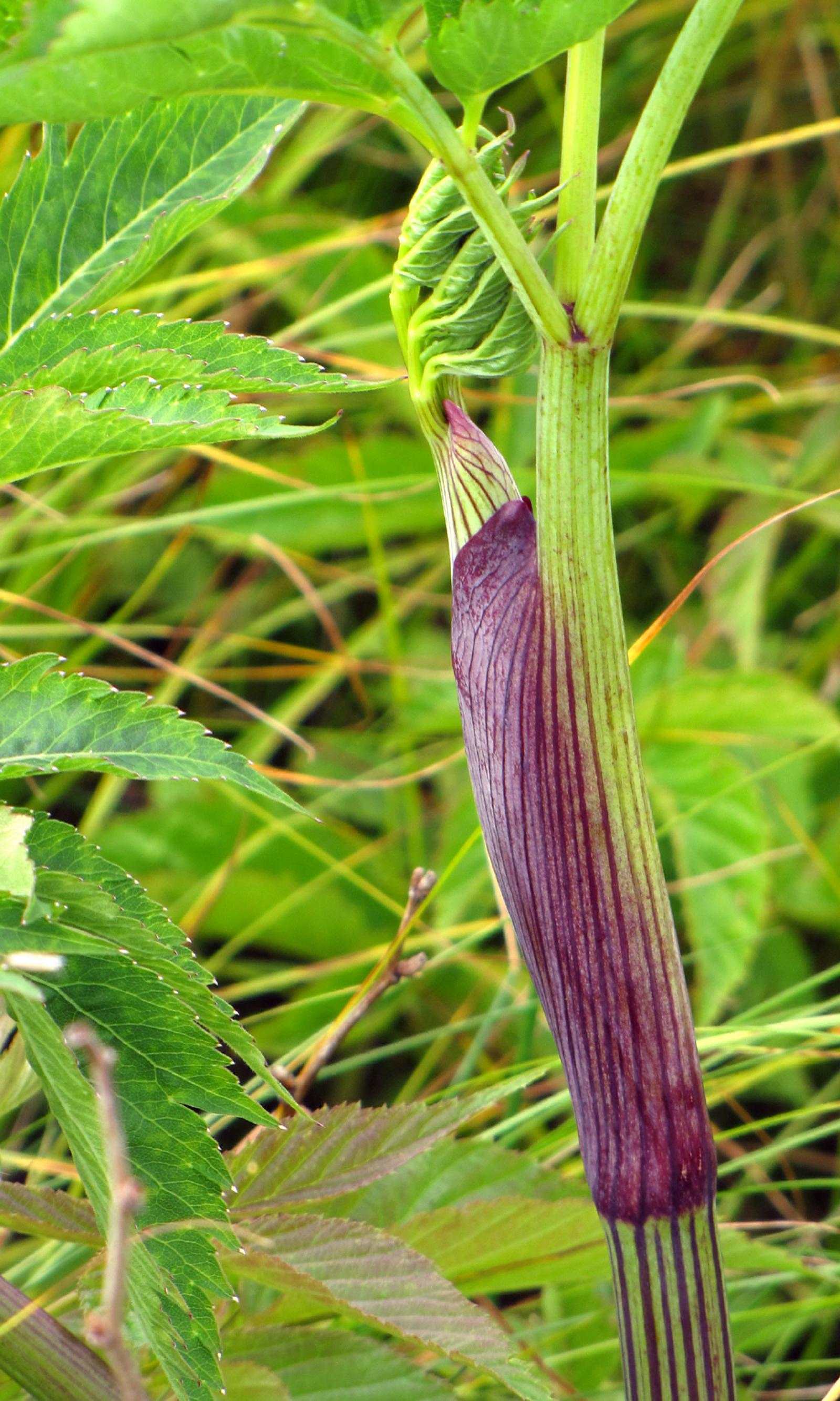 Angelica triquinata image