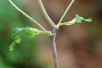 Angelica villosa image